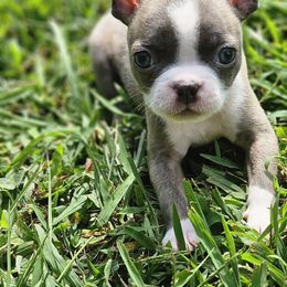 Boston Terrier Puppies from Christy's Boston Butts