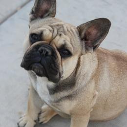 Nova - French Bulldog
