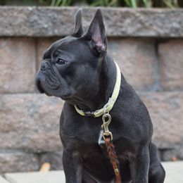 Kinnick - French Bulldog