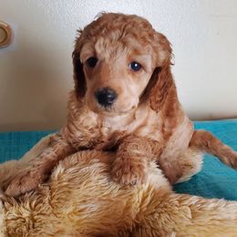 Purple Collared girl apricot - Apricot female Poodle puppy in Licking, Missouri from Majestic Embrace Poodles