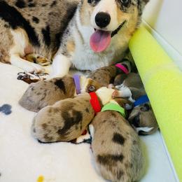 American Corgi and Pembroke Welsh Corgi Puppies from Blue Creek Corgis