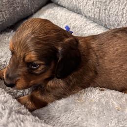 Blue collared boy - Sable male Dachshund puppy in Hastings, Nebraska from D & J SCOTTIES AND CAIRNS & Miniature Long haired Dachshunds