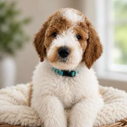 Sean - Parti male Goldendoodle puppy in Rocky Point, North Carolina from CelticDoods