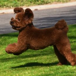 Cavapoos from Disco Dogs Cavapoos