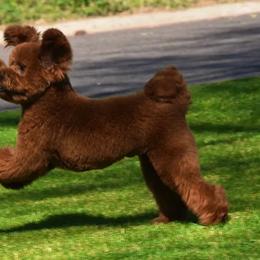Cavapoos from Disco Dogs Cavapoos