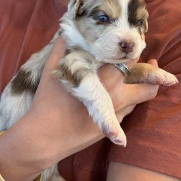 Australian Shepherd Puppies from Batt Ranch Australian Shepherds