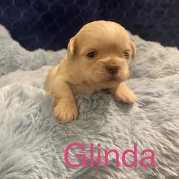 Glinda - Cream and white female Shih Tzu puppy in Manahawkin, New Jersey from Lilly’s Seashore Shih Tzus
