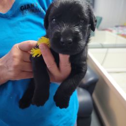 "Yellow boy" Giant Schnauzer Puppies from Giant Strides Giants