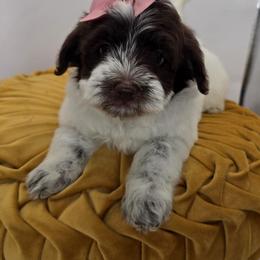 Sprout - Parti female Goldendoodle puppy in Decatur, Tennessee from Diamond's Doodles