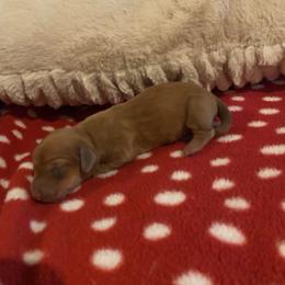 Girl 3 - Dapple female Dachshund puppy in Sedgewickville, Missouri from Heritage Boerboels