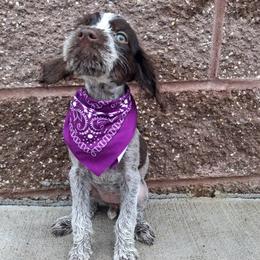 Girl 2 - Liver and white female German Wirehaired Pointer puppy in Potosi, Wisconsin from Point and Flush Gun Dogs