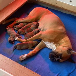 Boxer puppies from Bearcat Boxers