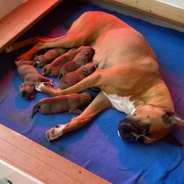 Boxer puppies from Bearcat Boxers