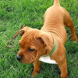 Staffordshire Bull Terriers from Spitfire 81 Staff's