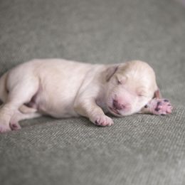 Bernedoodle and Goldendoodle Puppies from Gold Diamond Pup