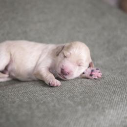 Bernedoodle and Goldendoodle Puppies from Gold Diamond Pup