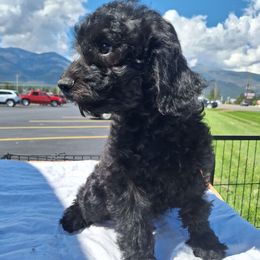 Independence ( Purple collar) - Black female Goldendoodle puppy in Stevensville, Montana from 3 Willows Doodles