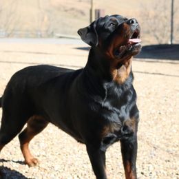 Dolly - Rottweiler