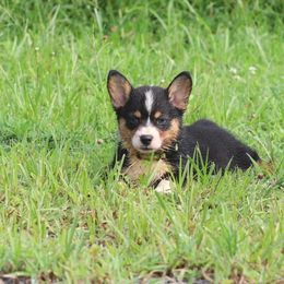 Girl 4 - Black and tan female Pembroke Welsh Corgi puppy in Ocala, Florida from Dolan Farms Corgis