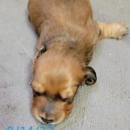 Dachshund Puppies from CLARK'S BREEDING PROGRAM