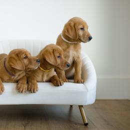 Darcy - Yellow female Labrador Retriever puppy in Allons, Tennessee from UC Labradors LLC