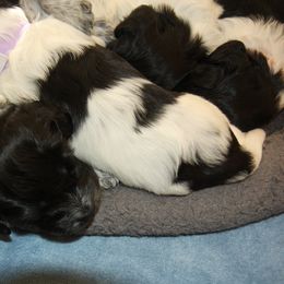 Schapendoes Puppies from Dream Star Schapendoes