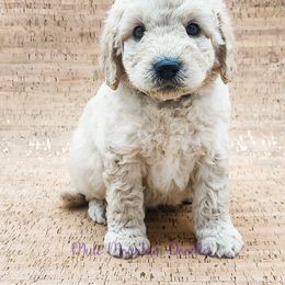 Double Doodle, Labradoodle, and Sheepadoodle Puppies from Mule Mountain Doodles