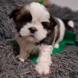 Twister - Black and white male Shih Tzu puppy in Montrose, Colorado from Gnomies Furry Friends