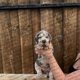 Tory - Merle female Great Dane puppy in Granbury, Texas from Anderson Blau’s Great Danes