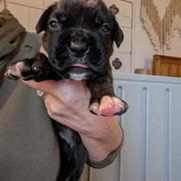 Jack - Brindle male Boxer puppy in Wellington, Ohio from Brinkhaven Boxers