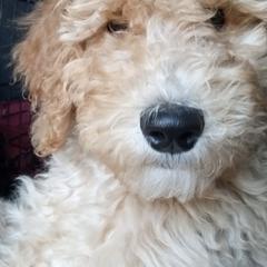 Goldendoodles from Deerbrook Goldendoodles