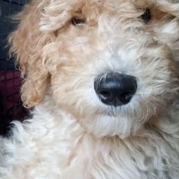 Goldendoodles from Deerbrook Goldendoodles