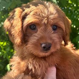 Honey - Red female Cavapoo puppy in Tucson, Arizona from Adored Poodle & Doodles