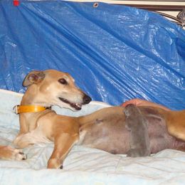 Greyhound Puppies from WINDROCK LLC