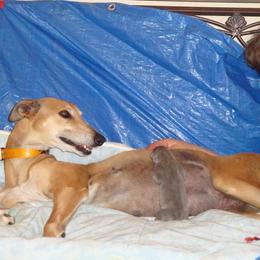 Greyhound Puppies from WINDROCK LLC