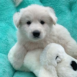 German Shepherd and White Shepherd Puppies from Scenic Creek German Shepherds