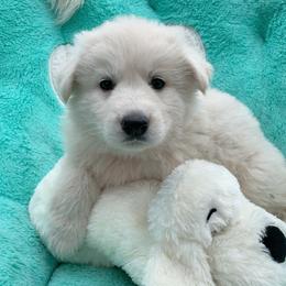 German Shepherd and White Shepherd Puppies from Scenic Creek German Shepherds