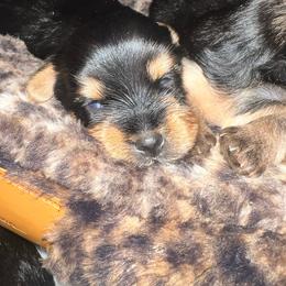 Boy 1 - Black and gold male Yorkshire Terrier puppy in Bakersfield, California from Tiny Tails Yorkies