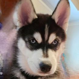 Green (Available) - Black and white male Siberian Husky puppy in Canton, Georgia from Genine Appello