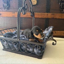Apollo - Black and cream male Dachshund puppy in Clifton, Idaho from Diamondline Doberman