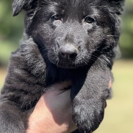Ocean - Black female German Shepherd puppy in Johnstown, Ohio from Vom Haus Neufus