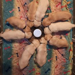 Golden Retriever Puppies from Stellar Acres Golden Retrievers