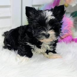Luna - Parti female Yorkshire Terrier puppy in Austin, Texas from Rhine Valley Yorkies