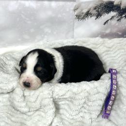 Tessa - Black tri-color female Australian Shepherd puppy in Vail, Iowa from Homegrown Huskies