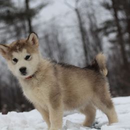 Riven - Sable and white male Alaskan Malamute puppy in Independence, Virginia from New River Valley Malamutes