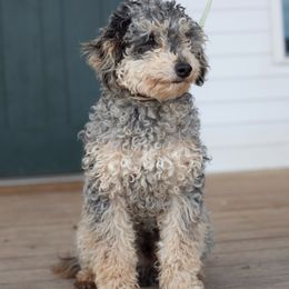 Dunkin - Aussiedoodle