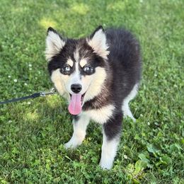 Tango - Tri-color male Pomsky puppy in Lewiston, Minnesota from Family Pomsky