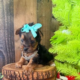 Tippy - Black and tan male Yorkshire Terrier puppy in Howe, Oklahoma from Ray Holder