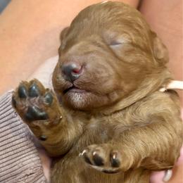 Ritz - Red  female Goldendoodle puppy in Coats, North Carolina from TH.EM Doodles