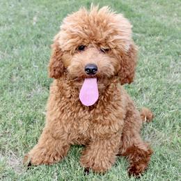 Oakley - Poodle